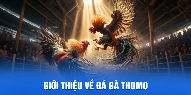 Giới thiệu về đá gà thomo